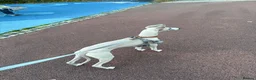 Whippet dogs for sale: Dobby Whippet Pup - Advert 2