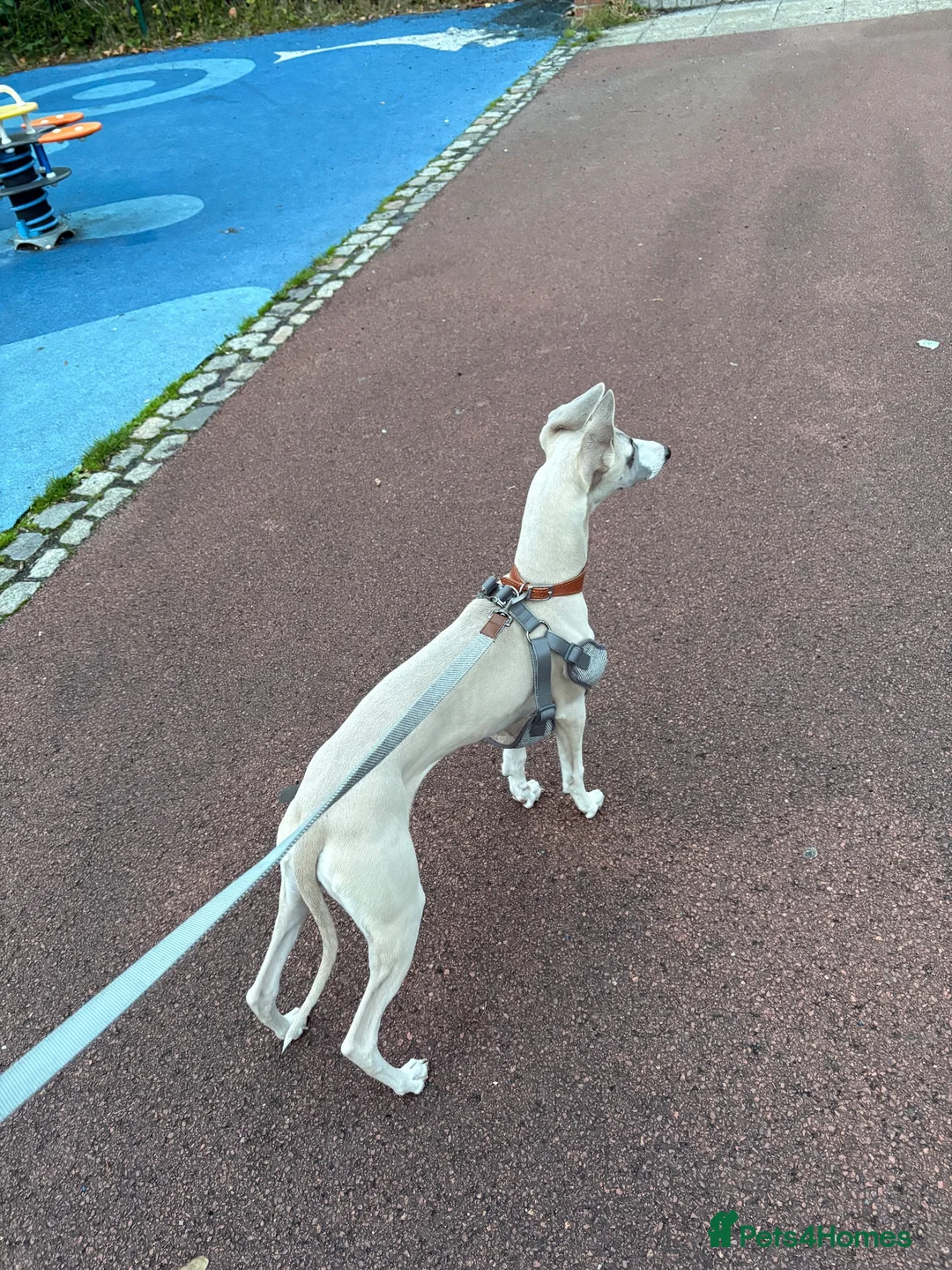 Whippet dogs for sale: Dobby Whippet Pup - Advert 2