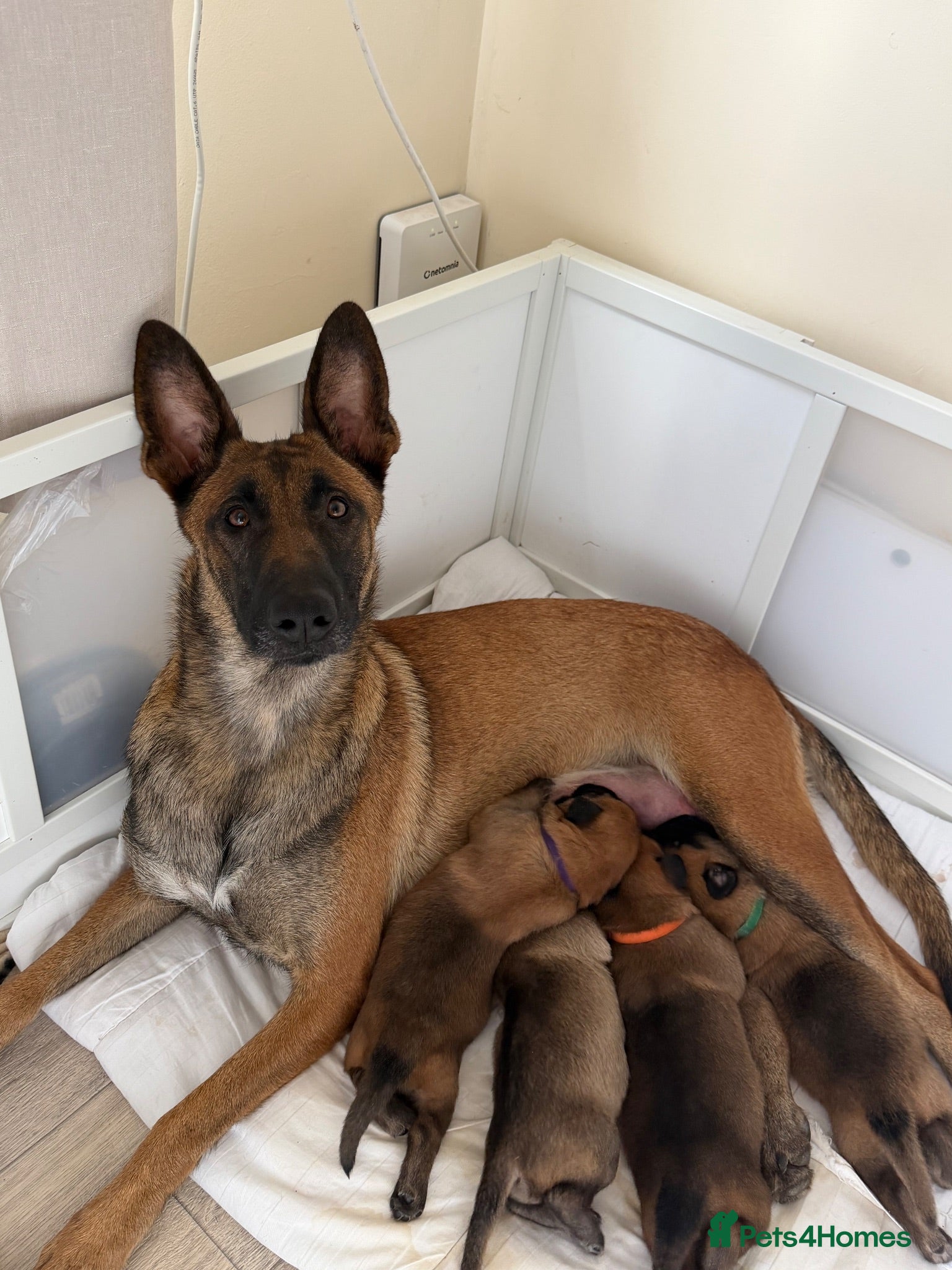 Belgian Shepherd Dog dogs Belgian Malinois Puppies  - Advert 2