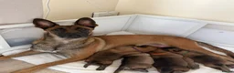 Belgian Shepherd Dog dogs for sale: Belgian Malinois Puppies  in Billingham - Advert 1