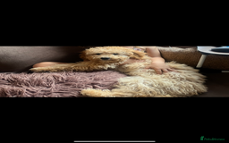 Cockapoo dogs for sale: 7 month old cockapoo girl Daisy  - Image 1