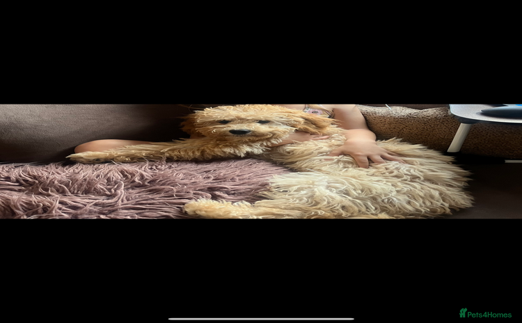Cockapoo dogs - Advert 11