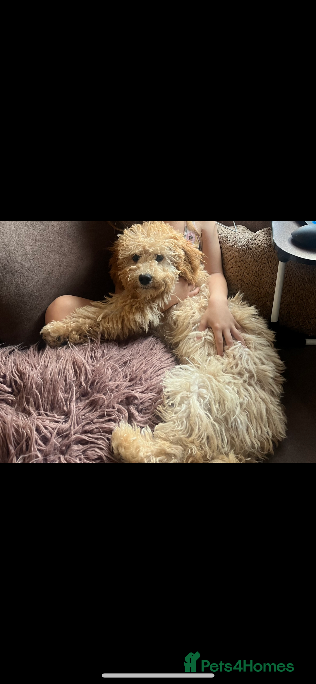 Cockapoo dogs for sale: 7 month old cockapoo girl Daisy  - Image 1