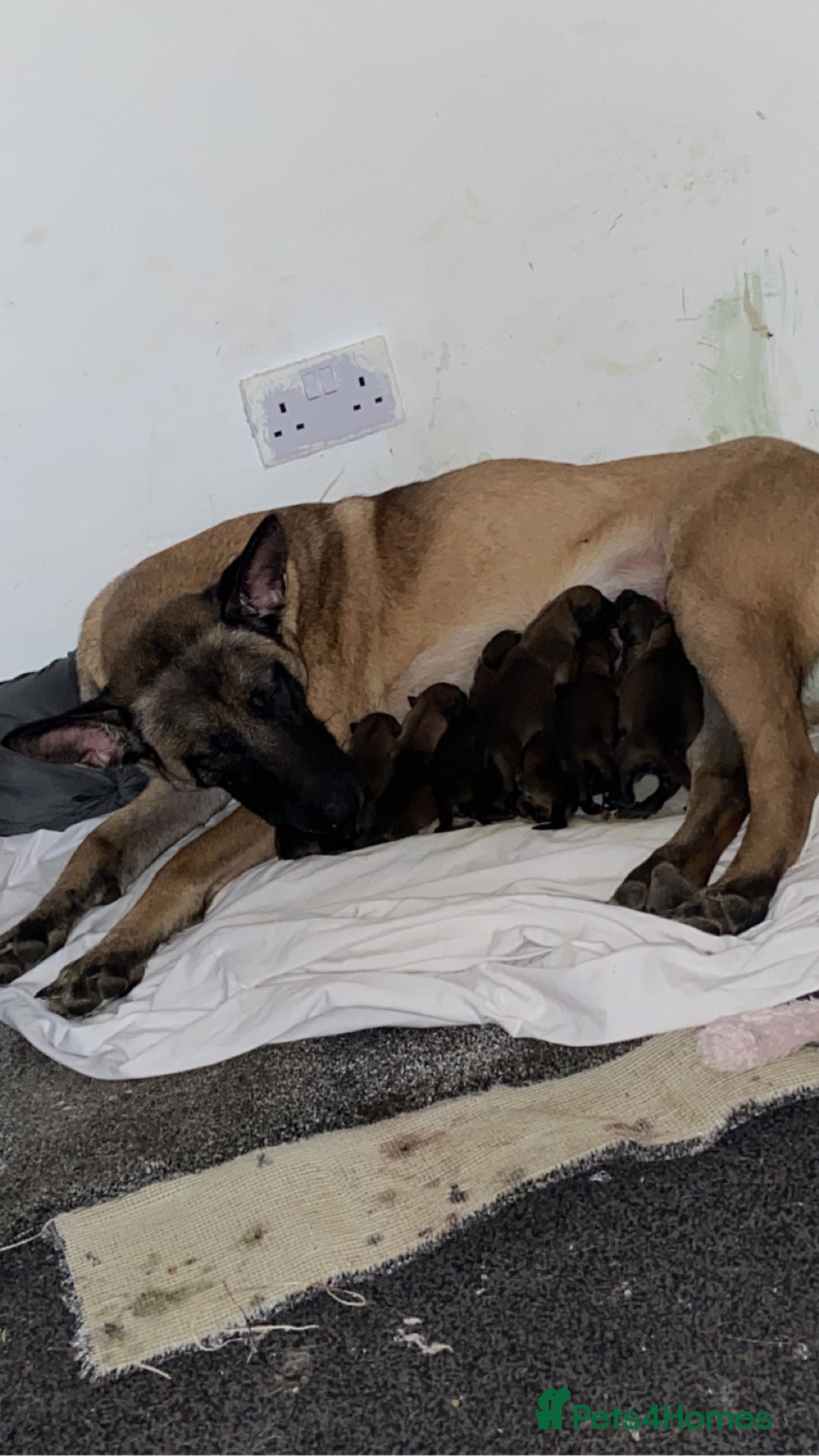 Belgian Shepherd Dog dogs for sale: Belgian malinois pups  - Advert 2
