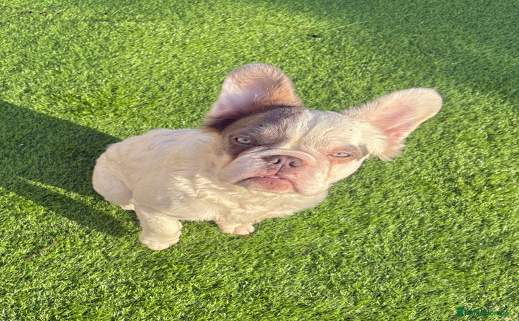 French Bulldog dogs - Advert 2