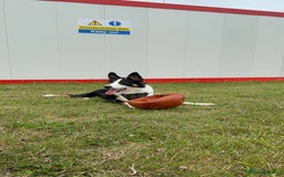 Border Collie dogs for sale: 7 Month Old Border Collie - Image 3