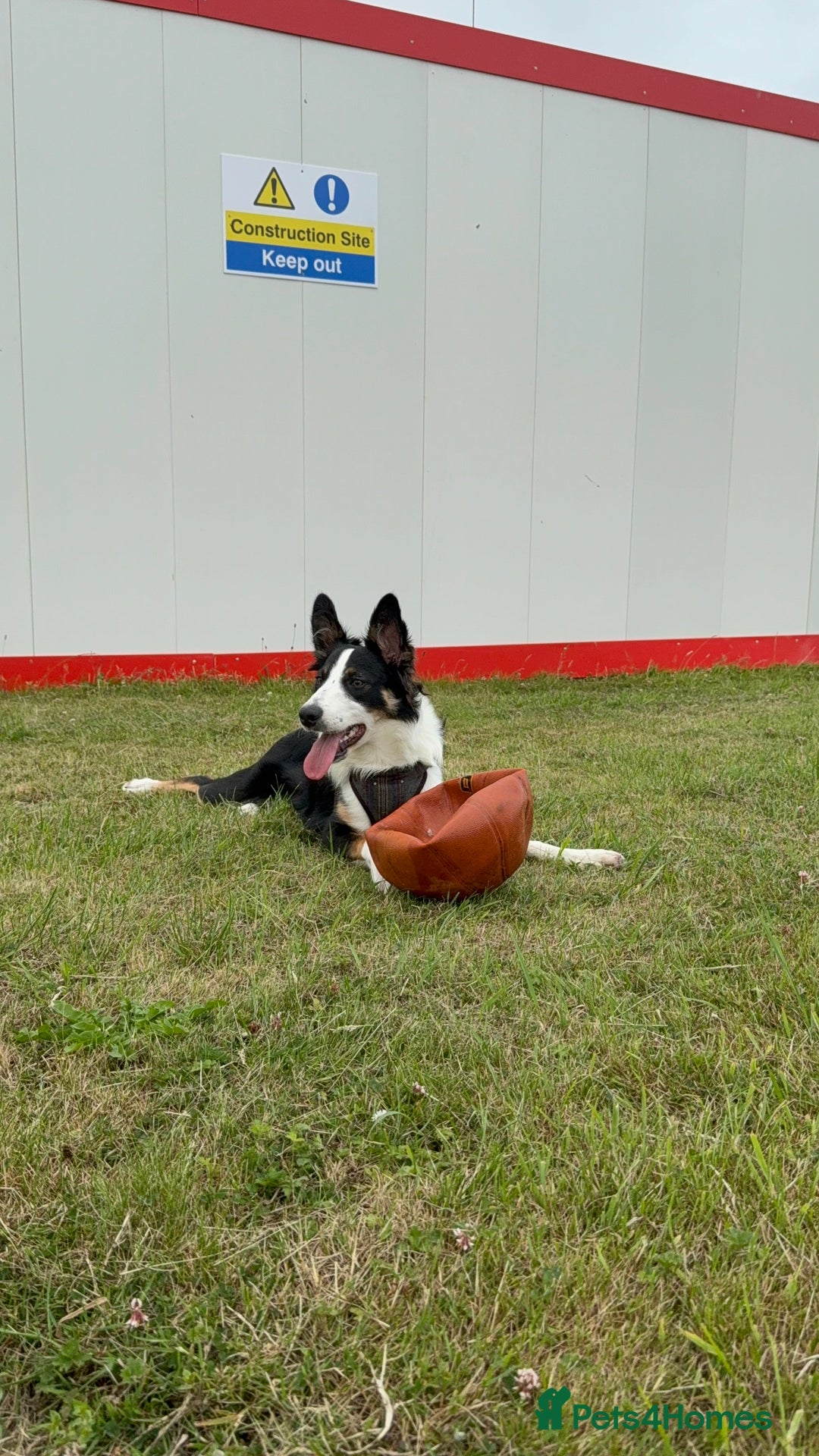 Border Collie dogs for sale: 7 Month Old Border Collie - Image 3