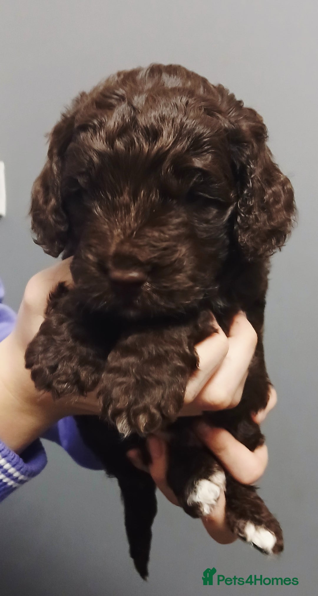 Cockapoo dogs for sale: F1 miniature cockapoos available 16th feb - Advert 11