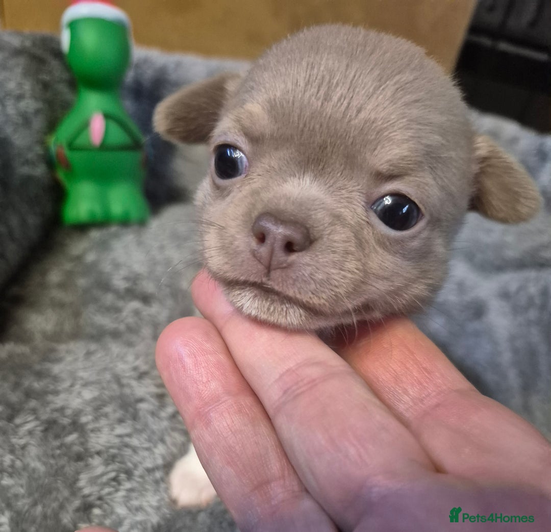 Chihuahua dogs for sale: KC chihuahua puppies  - Advert 12