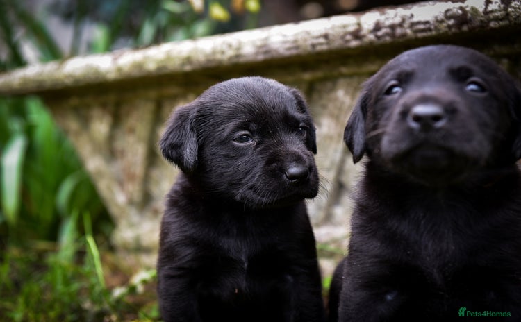Labrador Retriever dogs - Advert 1