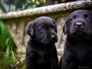 Labrador Retriever dogs - Advert 1