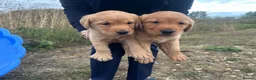 Goldador dogs for sale: Labrador retriever puppies  - Advert 5