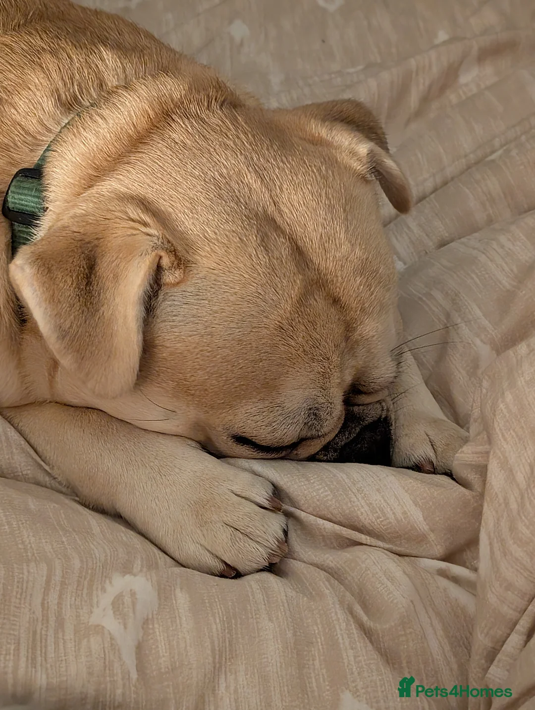 Frug dogs for sale: Male Frug - Advert 7