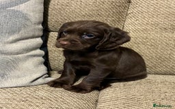 Cocker Spaniel dogs for sale: Beautiful puppy’s  - Image 3