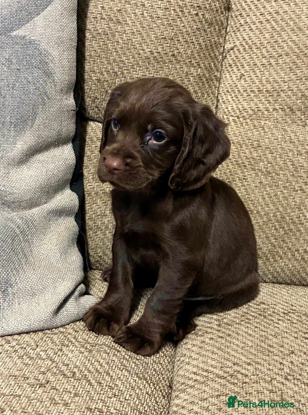 Cocker Spaniel dogs for sale: Beautiful puppy’s  - Image 3