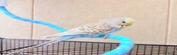 Budgerigars birds for sale: Beautiful budgies available  - Advert 8