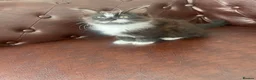 Mixed Breed cats for sale: 3 baby ready to go  - Advert 5
