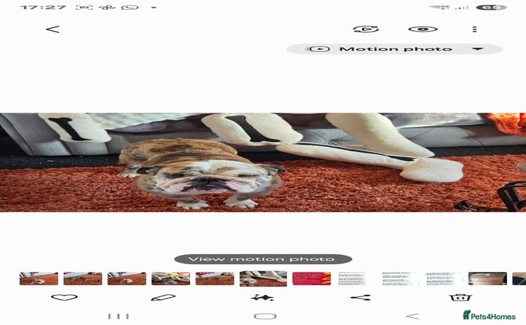 English Bulldog dogs - Advert 1