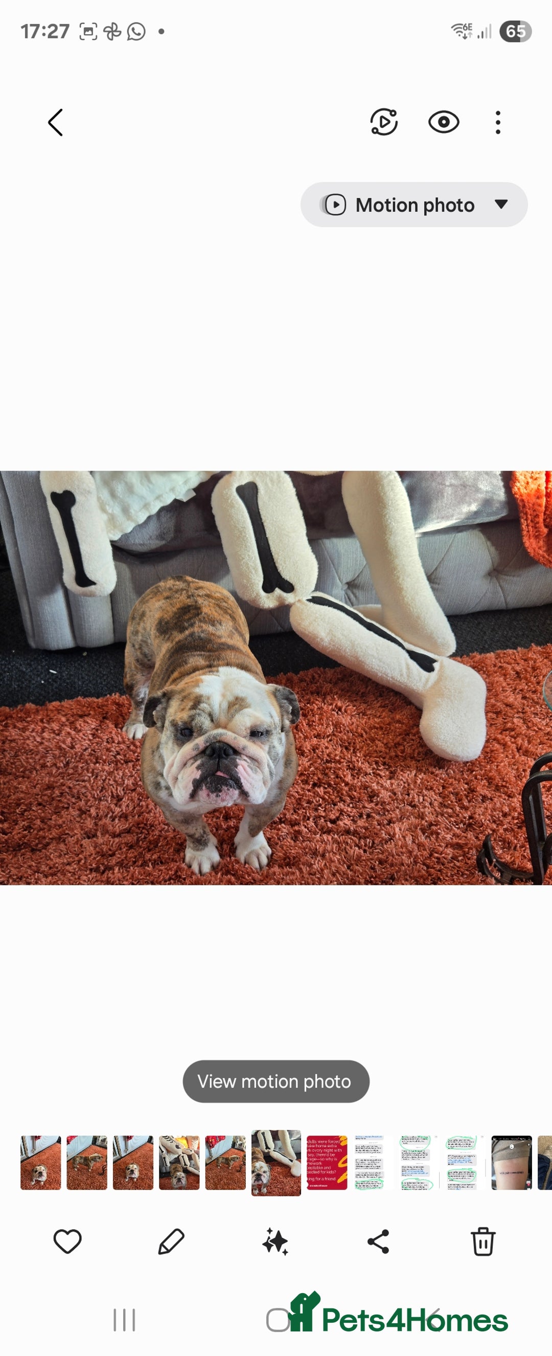 English Bulldog dogs for sale: British bull dog - Image 1