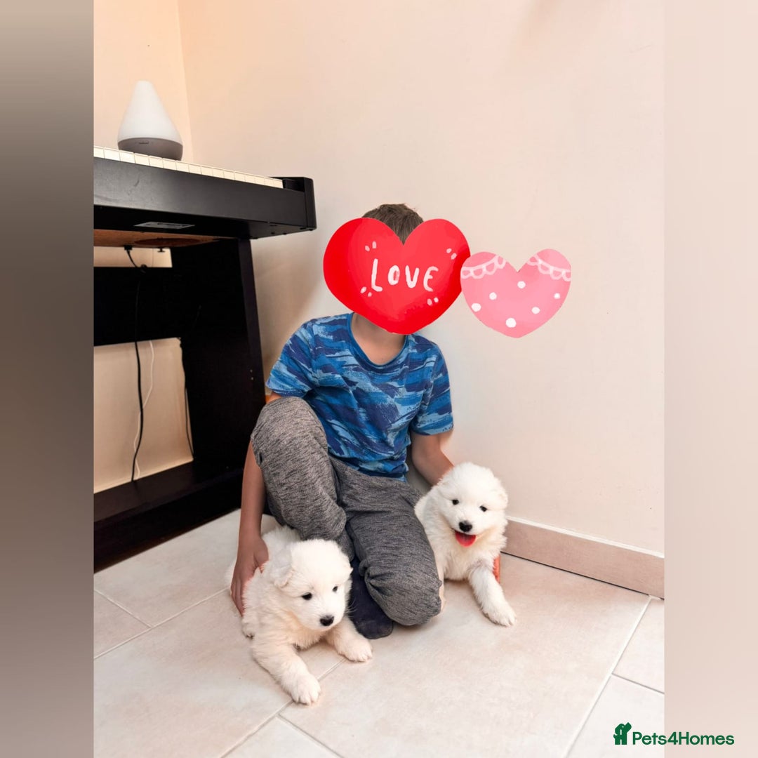 Samoyed dogs for sale: Lovely 4 GIRLS Samoyed puppy - Advert 12