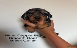Miniature Dachshund dogs for sale: Beautiful Miniature Dachshund Puppies  - Image 5