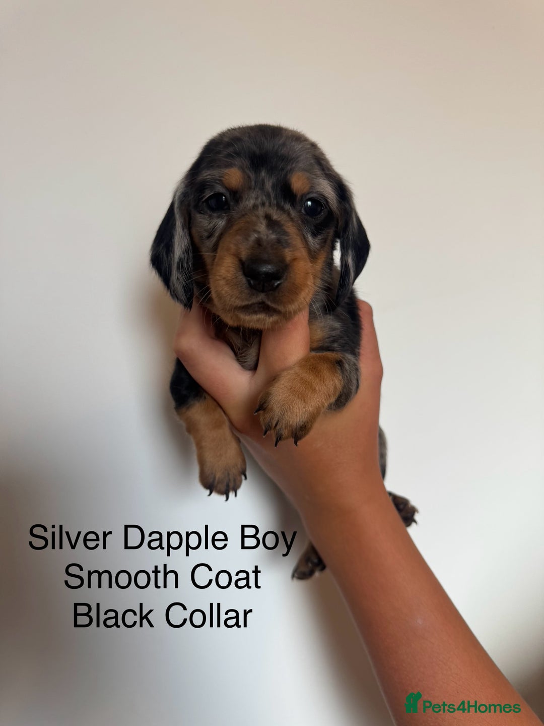 Miniature Dachshund dogs for sale: Beautiful Miniature Dachshund Puppies  - Image 5