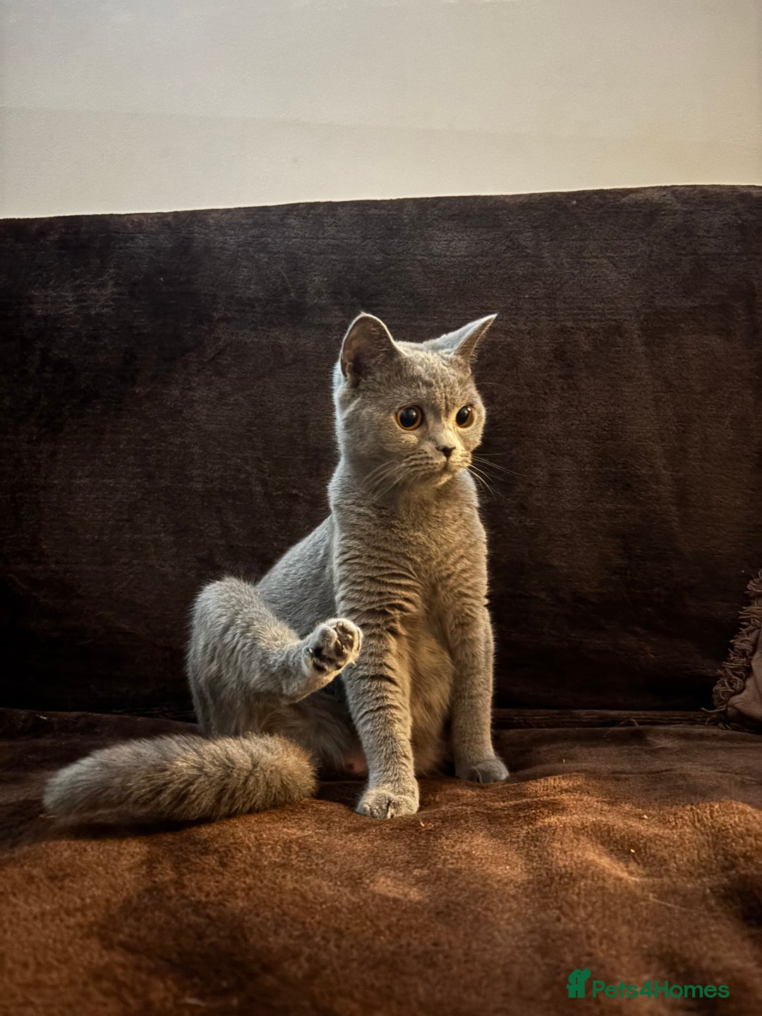 British Shorthair cats for sale: TICA registered purebreed BritishShorthair Kittens - Advert 18