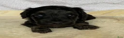 Mixed Breed dogs for sale: Cockapoo mix  in Dartmouth - Advert 4