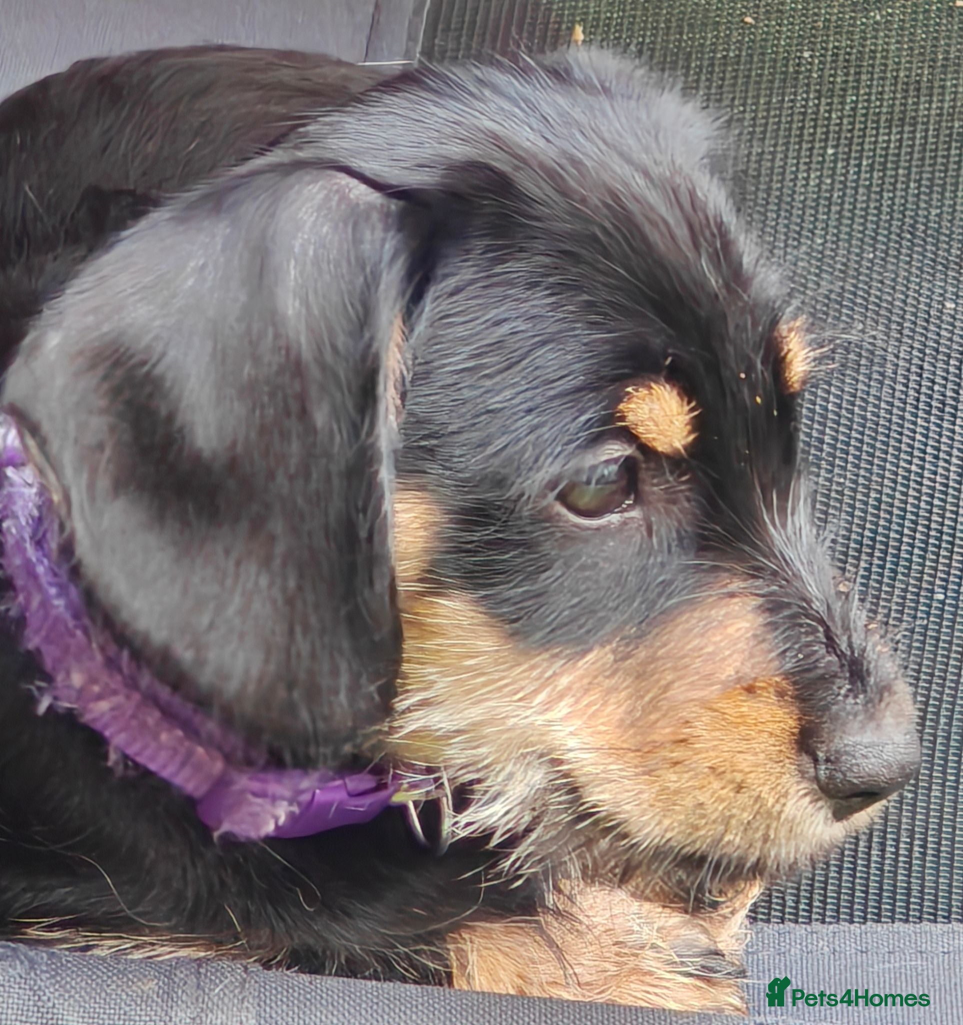 Mixed Breed dogs for sale: Mini Schnauzer X Mini Daschund puppies  - Advert 2