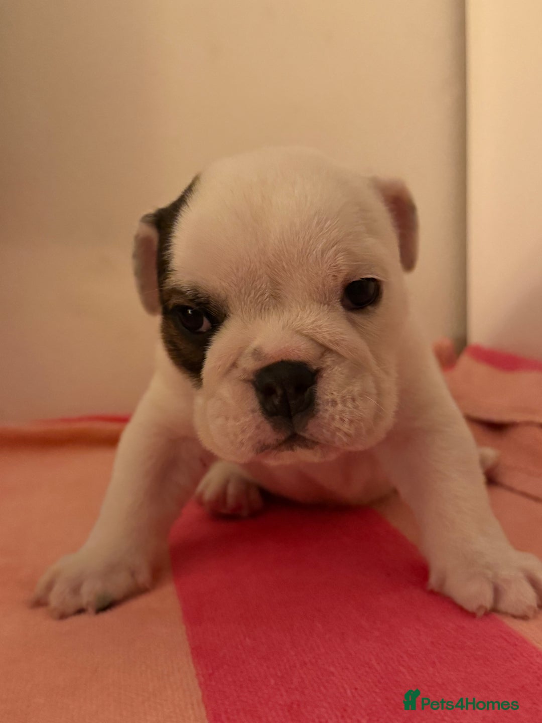 English Bulldog dogs for sale: Amazing British bulldogs  - Image 7