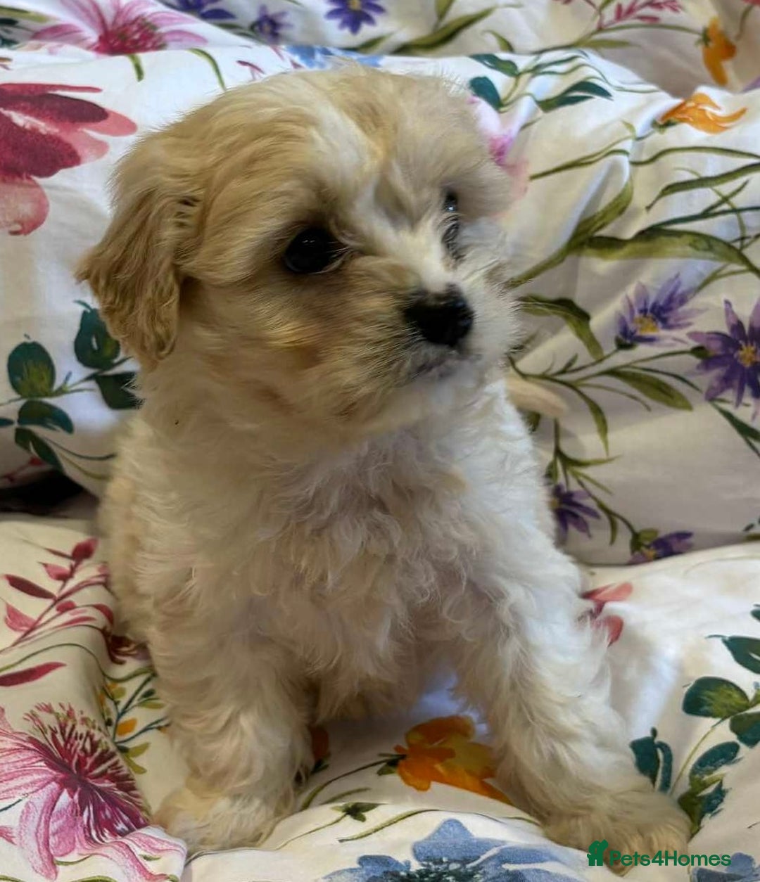 Cavapoo dogs for sale: Stunning F1 Cavapoo’s  - Image 7
