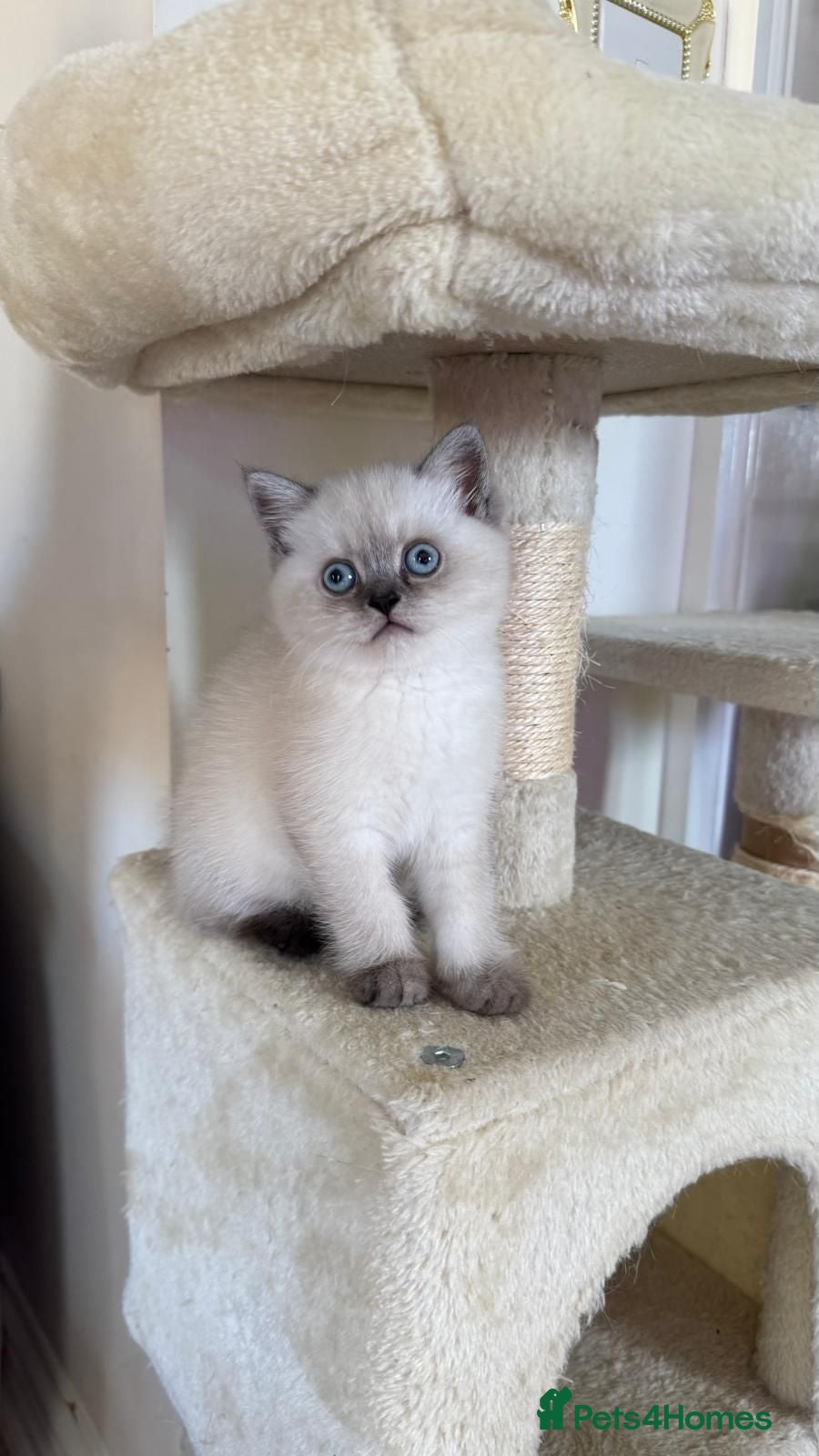 Scottish Fold cats The last kitten left  😸  - Advert 1