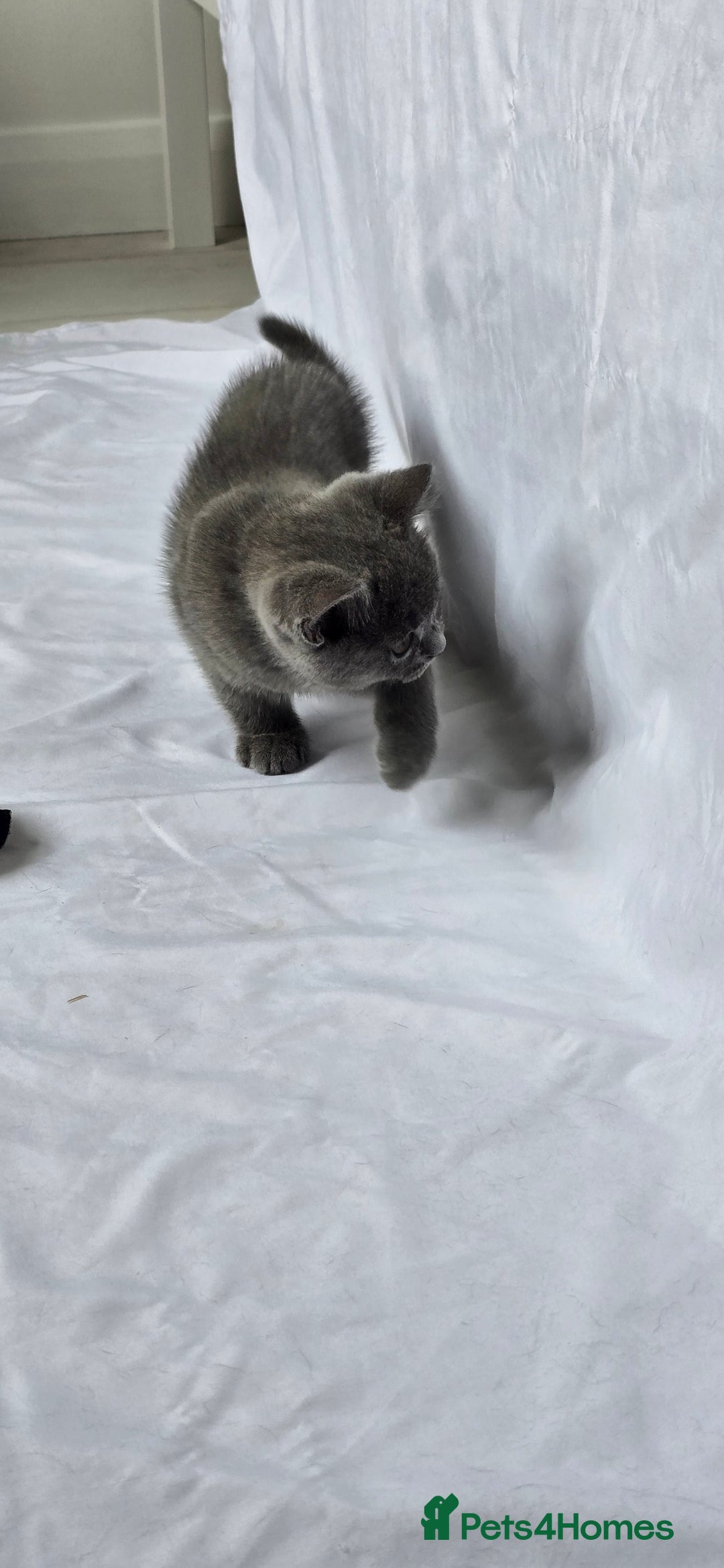 British Shorthair cats for sale: British Blue Shorthair - Image 13