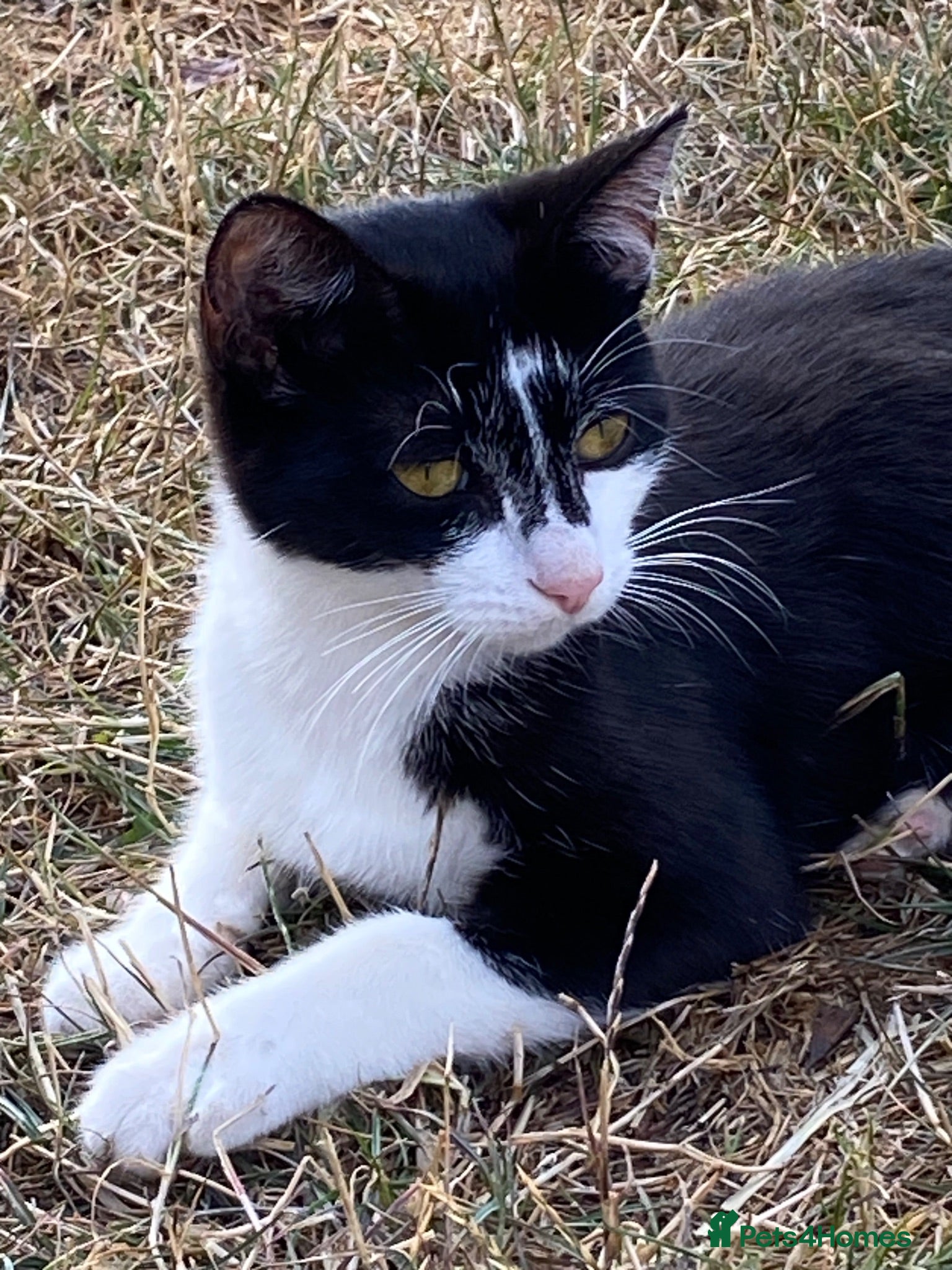 Mixed Breed cats Black and white  - Advert 7