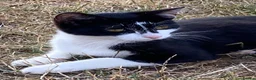 Mixed Breed cats for sale: Black and white  - Advert 1