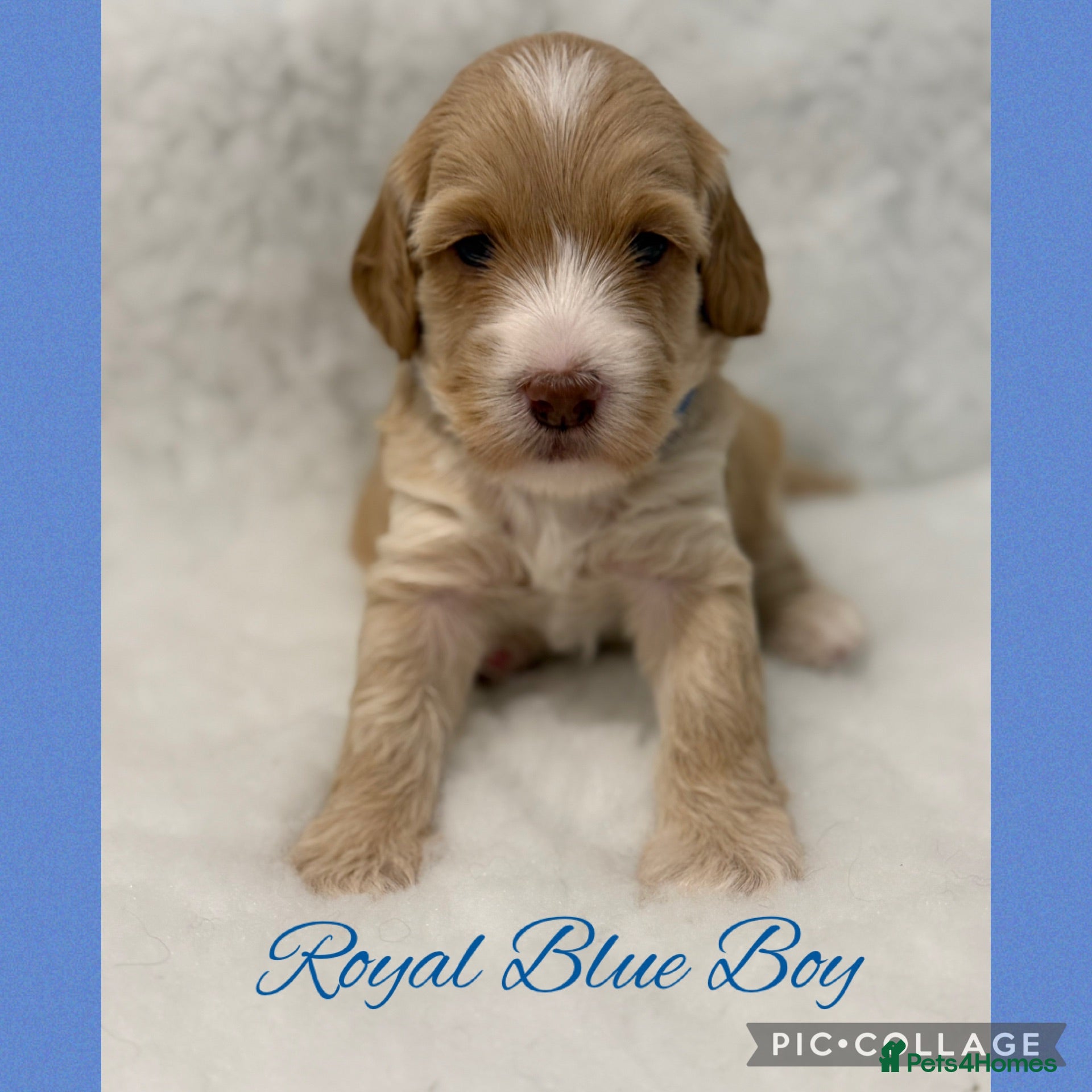 Labradoodle dogs Multigen Prestige Australian Labradoodle puppies💜 - Advert 2
