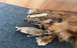 Cockapoo dogs for sale: 7 beautiful cockapoos  - Image 22