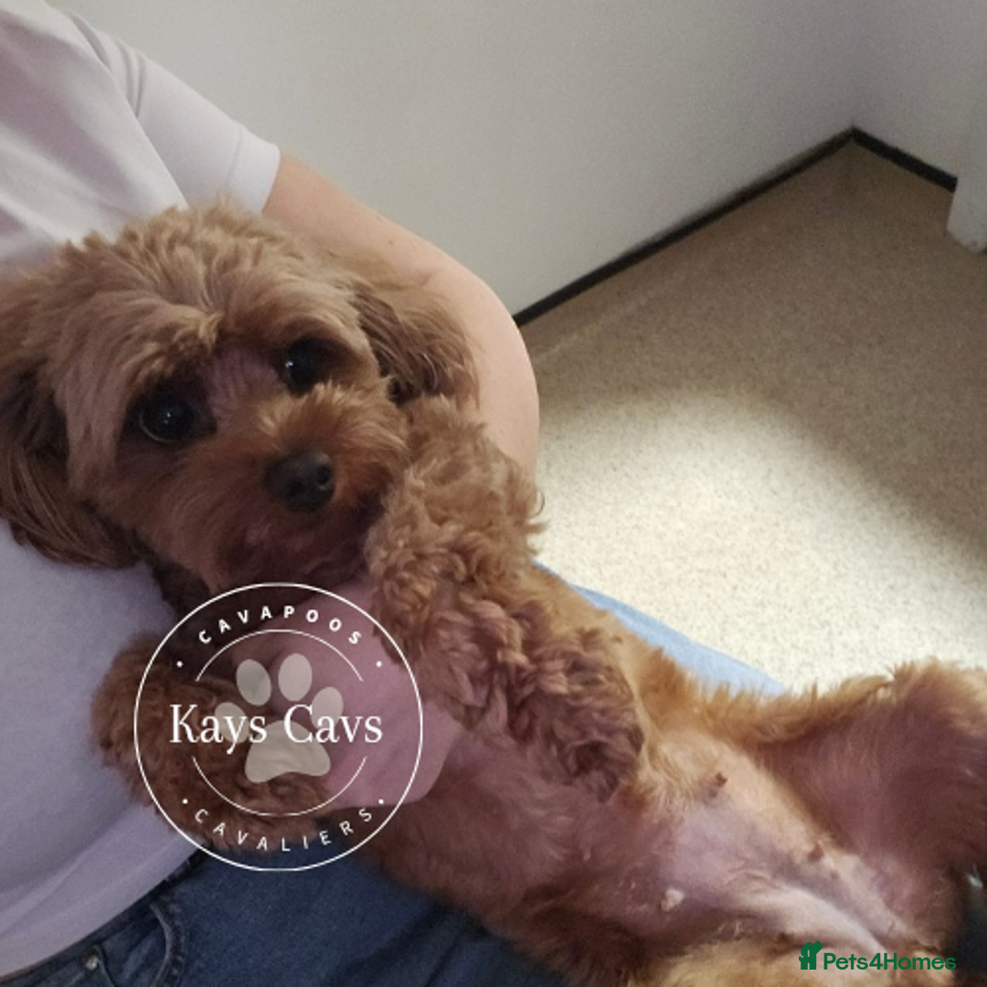 Cavapoo dogs for sale: F1B Cavapoo puppies DUE 4 Aug.DNA hereditory clear - Image 17