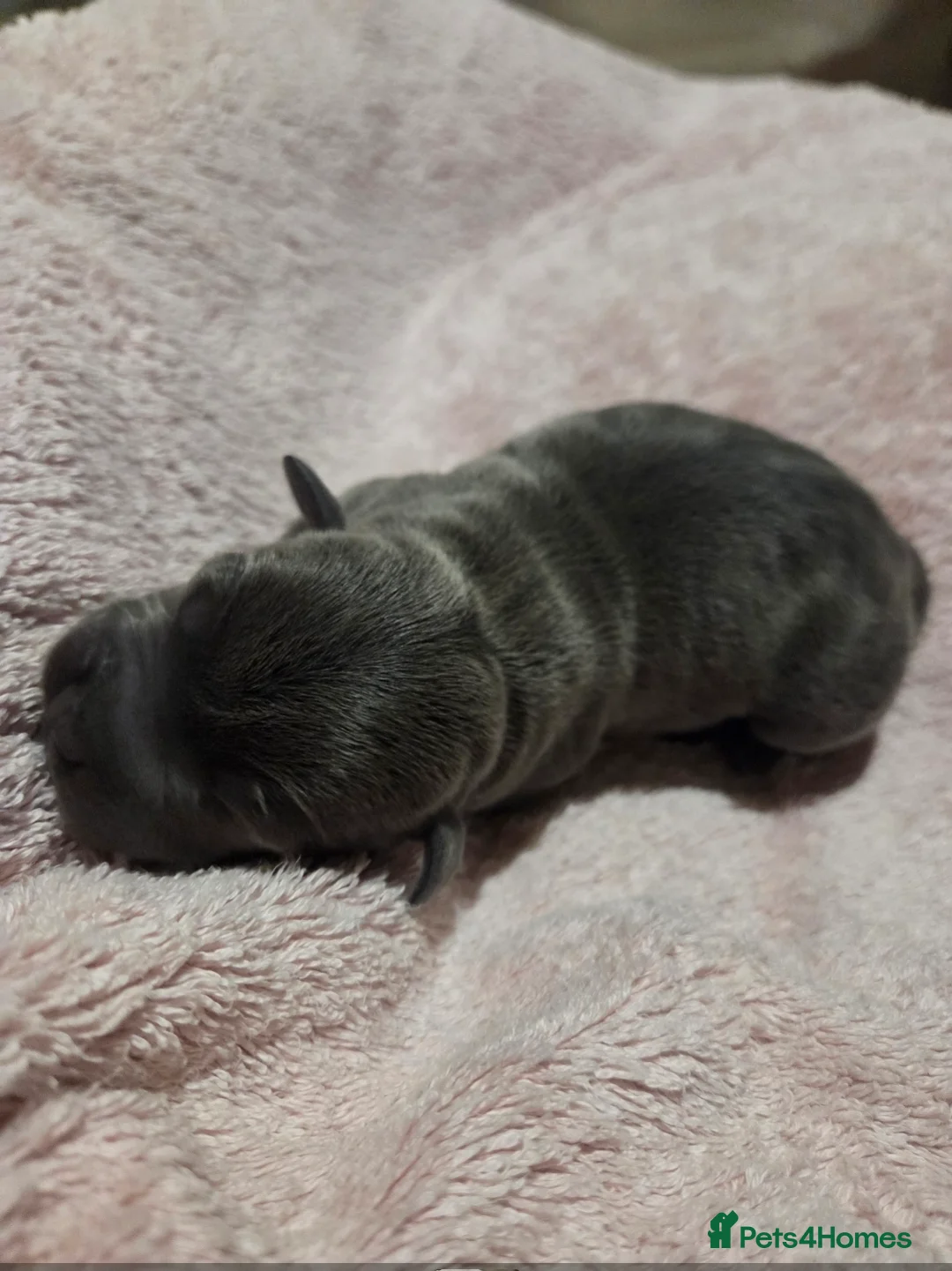 Staffordshire Bull Terrier dogs for sale: KC Reg Staffordshire Bull terrier puppies  - Advert 10