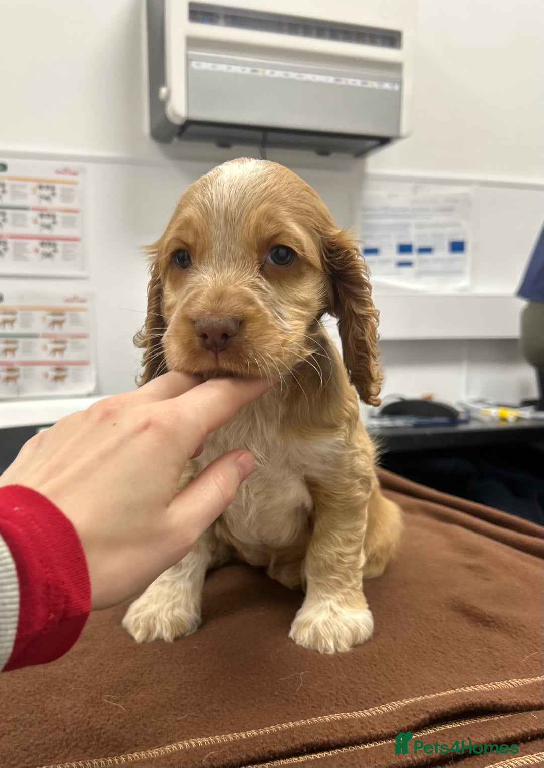 Cocker Spaniel dogs for sale: Beautiful KC reg Cocker Spaniel Pups - Advert 3