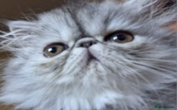 Persian cats for sale: Stunning pure bred persian kittens - Image 1