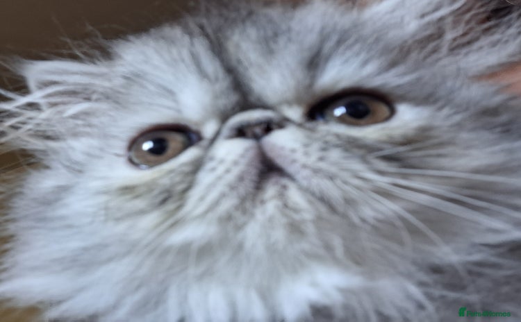 Persian cats - Advert 1