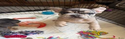 French Bulldog dogs for sale: Happy & Healthy French Bulldog puppies, two girls! - Advert 23