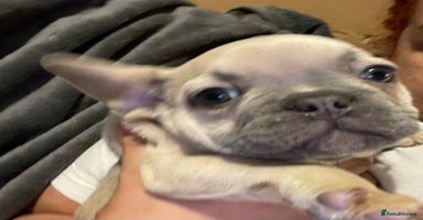 French Bulldog dogs - Advert 2