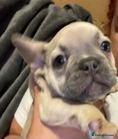 French Bulldog dogs - Advert 14