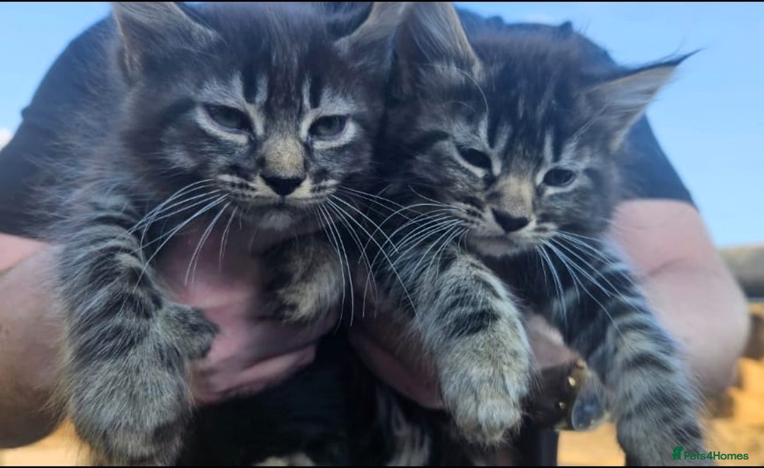 Maine Coon cats for sale: Beautiful fluffy Maine coone kittens for sale  - Image 7