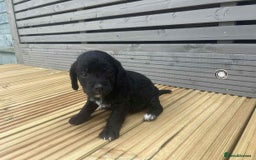 Mixed Breed dogs for sale: Stunning jackapoo x cocapoo puppies - Image 16