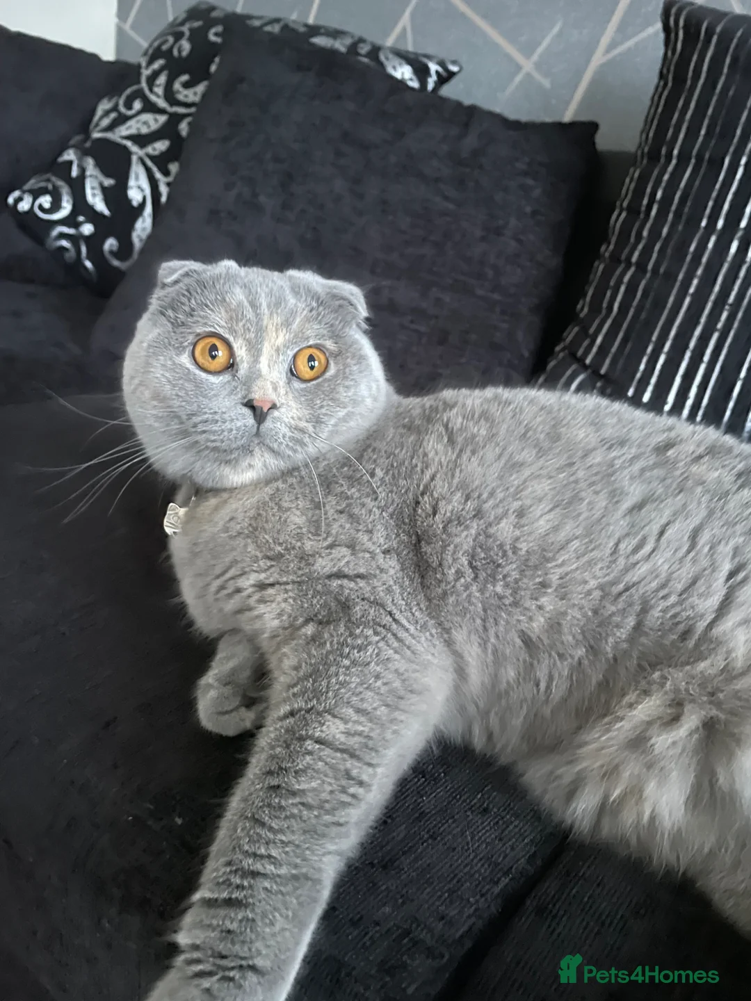 Scottish Fold cats for sale: 3 Adorable female kittens 🩷🩷🩷 - Advert 2