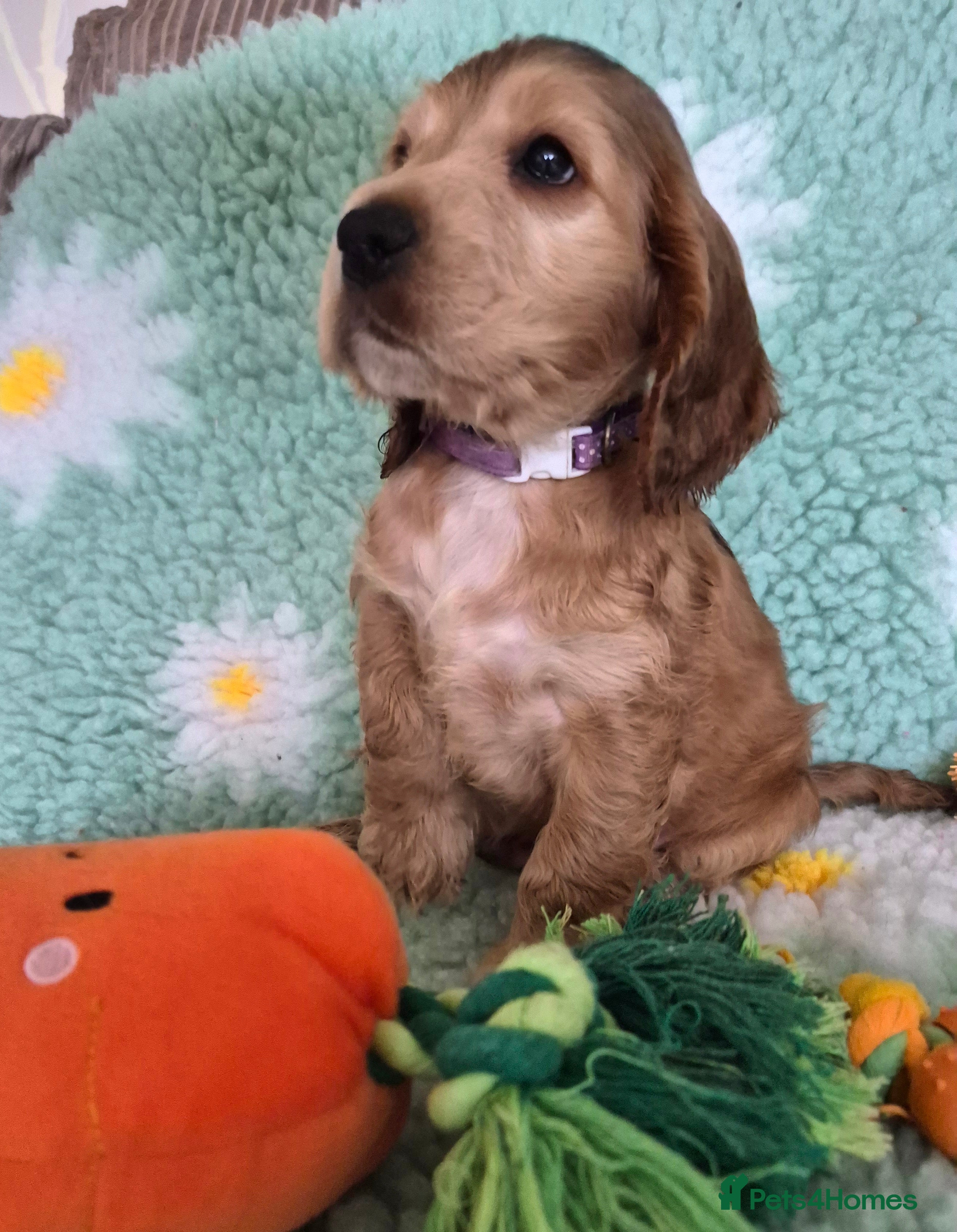 Cocker Spaniel dogs KC Reg,Health Tested, Show Cocker Spaniel Puppies  - Advert 5