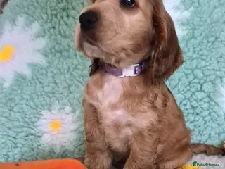 Cocker Spaniel dogs KC Reg,Health Tested, Show Cocker Spaniel Puppies - Advert 17